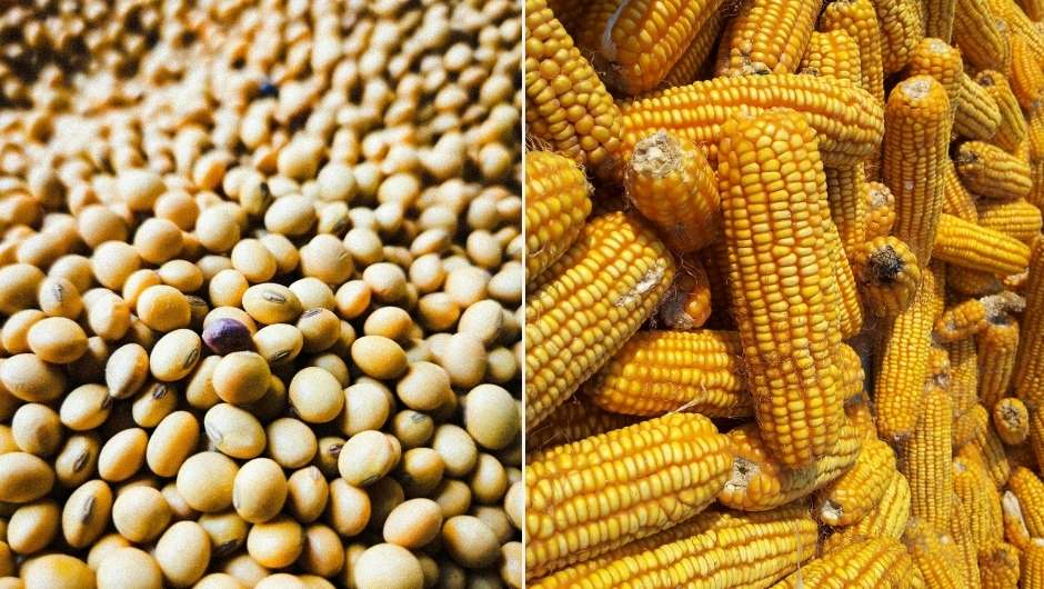 Consumo e exportações sustentam preços da soja e do milho