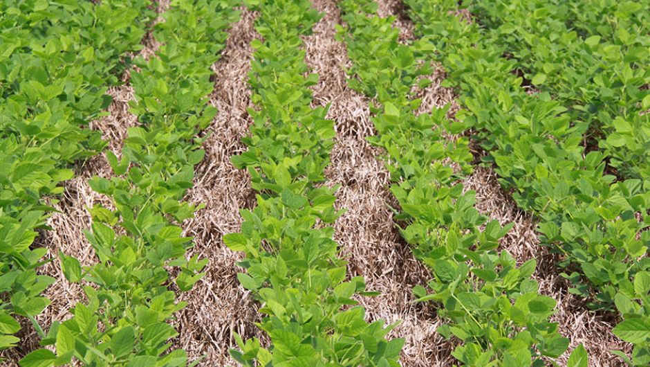 El Niño forte aumenta riscos para lavouras no Cerrado