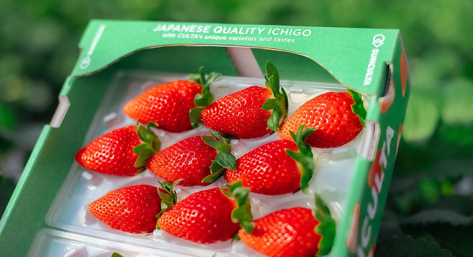 Can Culta take Japan’s premium fruit model global?
