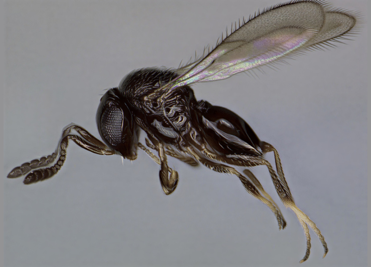 Telenomus remus supera Trichogramma em ovos de lagarta-do-cartucho