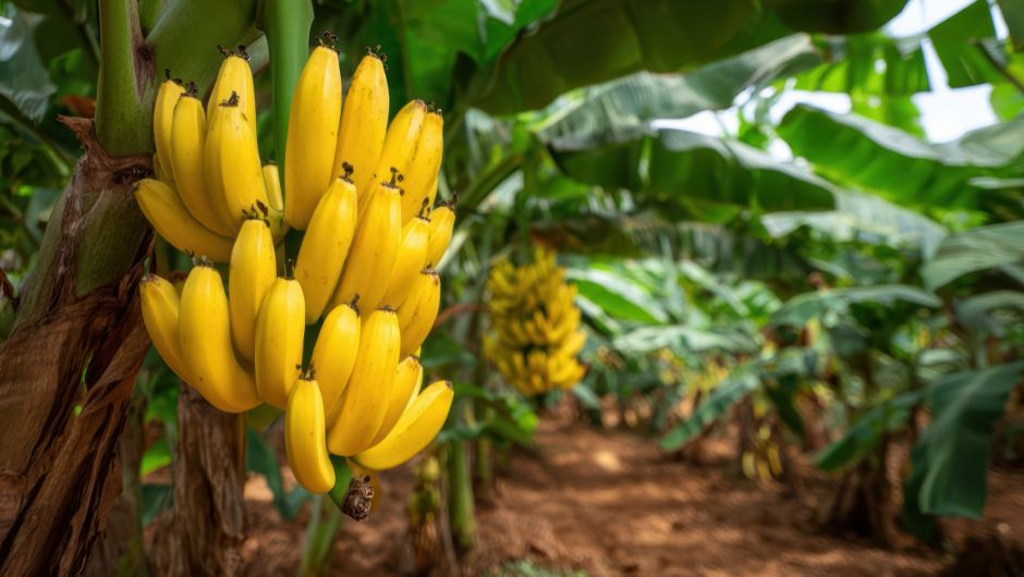 Broca-do-rizoma ameaça produtividade dos bananais