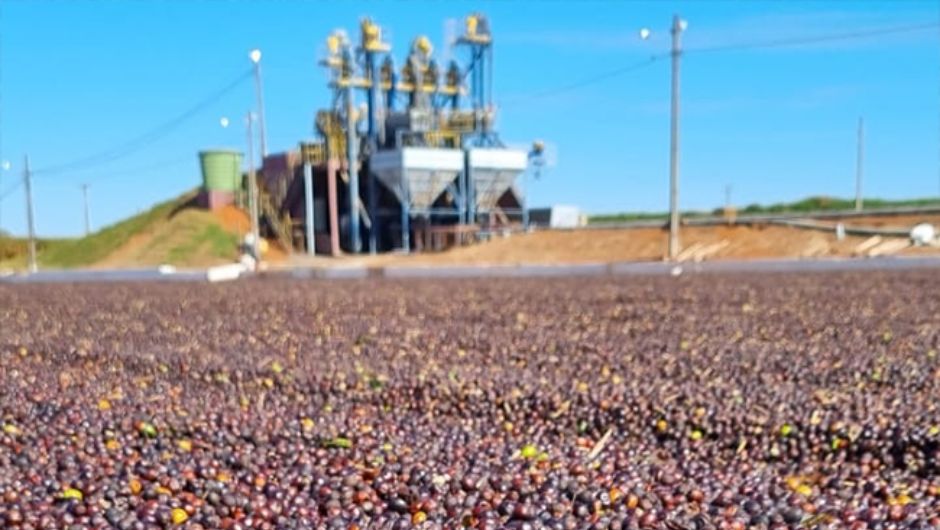 Colheita de café arábica chega a 99% no Cerrado Mineiro