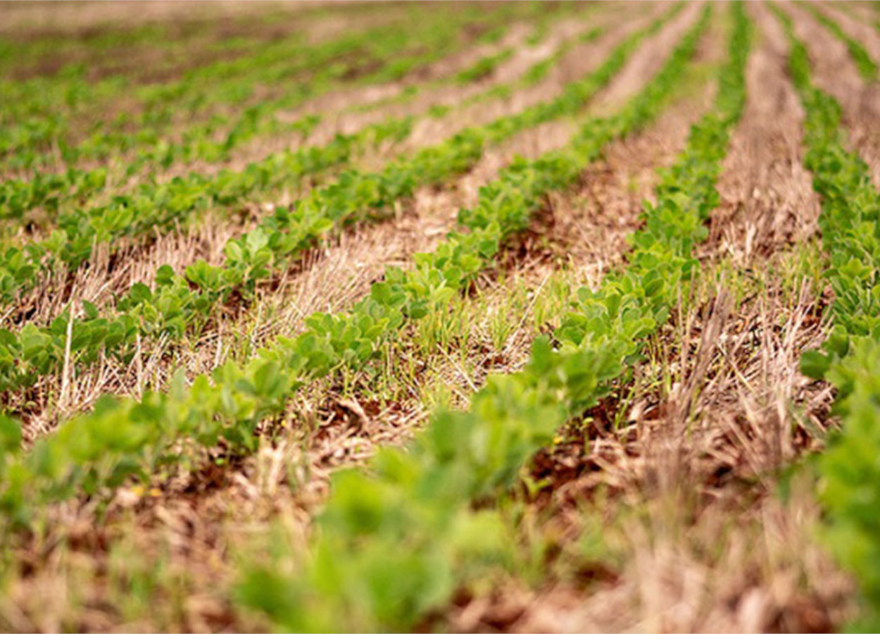 Embrapa identifica 62 cultivares de soja com tecnologia STS