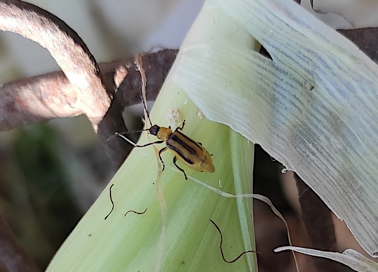Resistência de Diabrotica virgifera reduz eficácia do refúgio no milho Bt