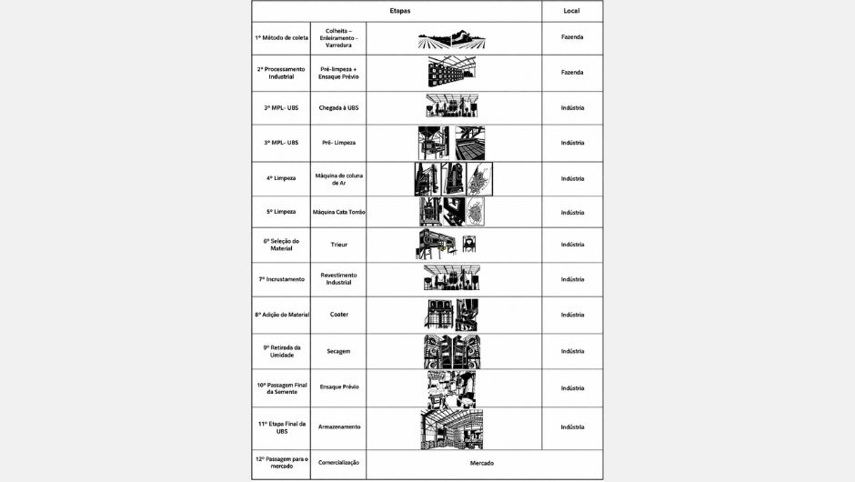 Sementes de braquiária de alta qualidade: quais etapas do processamento pós-colheita permitem obtê-las?