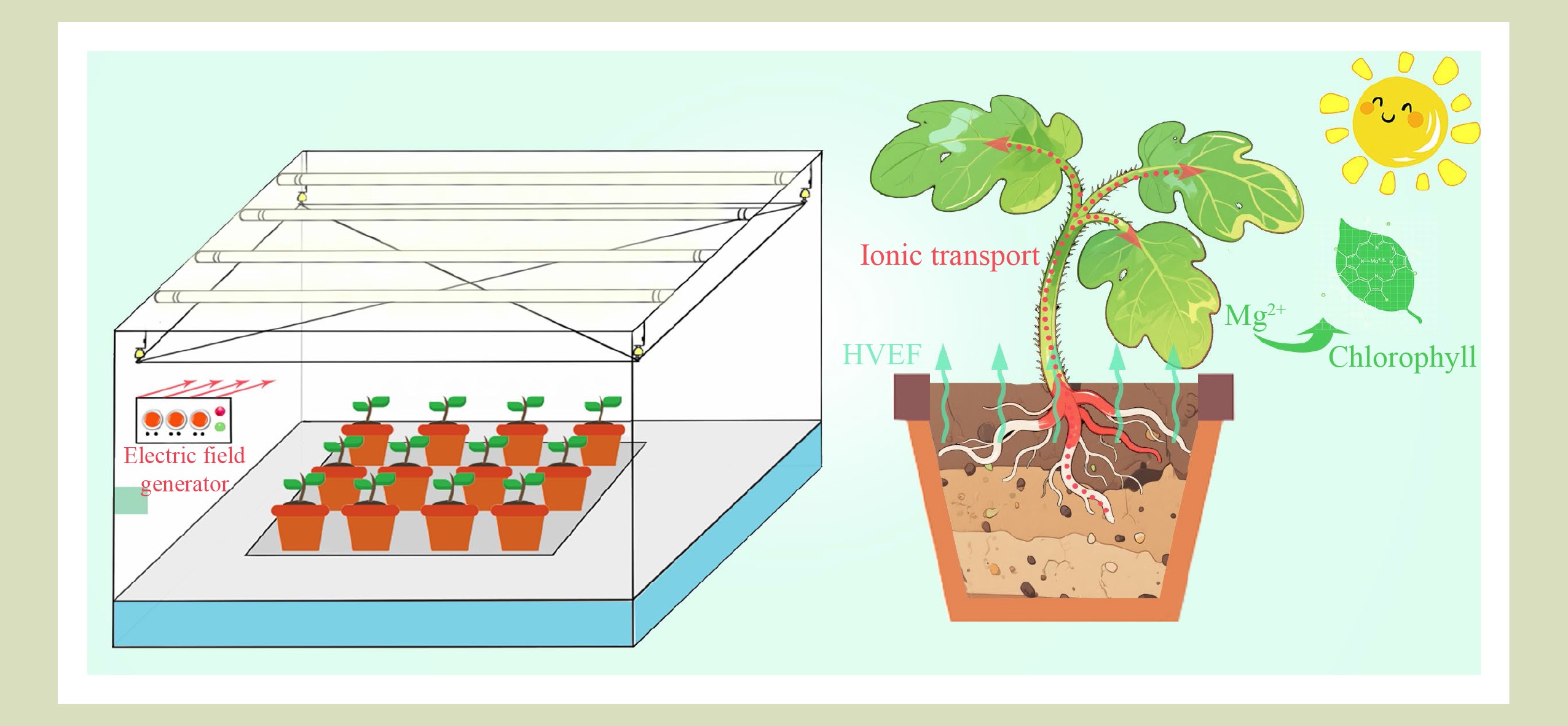 Campo eletrostático positivo favorece mudas de tomate
