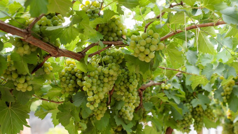 Goiás amplia número de vinícolas e ganha espaço no Centro-Oeste