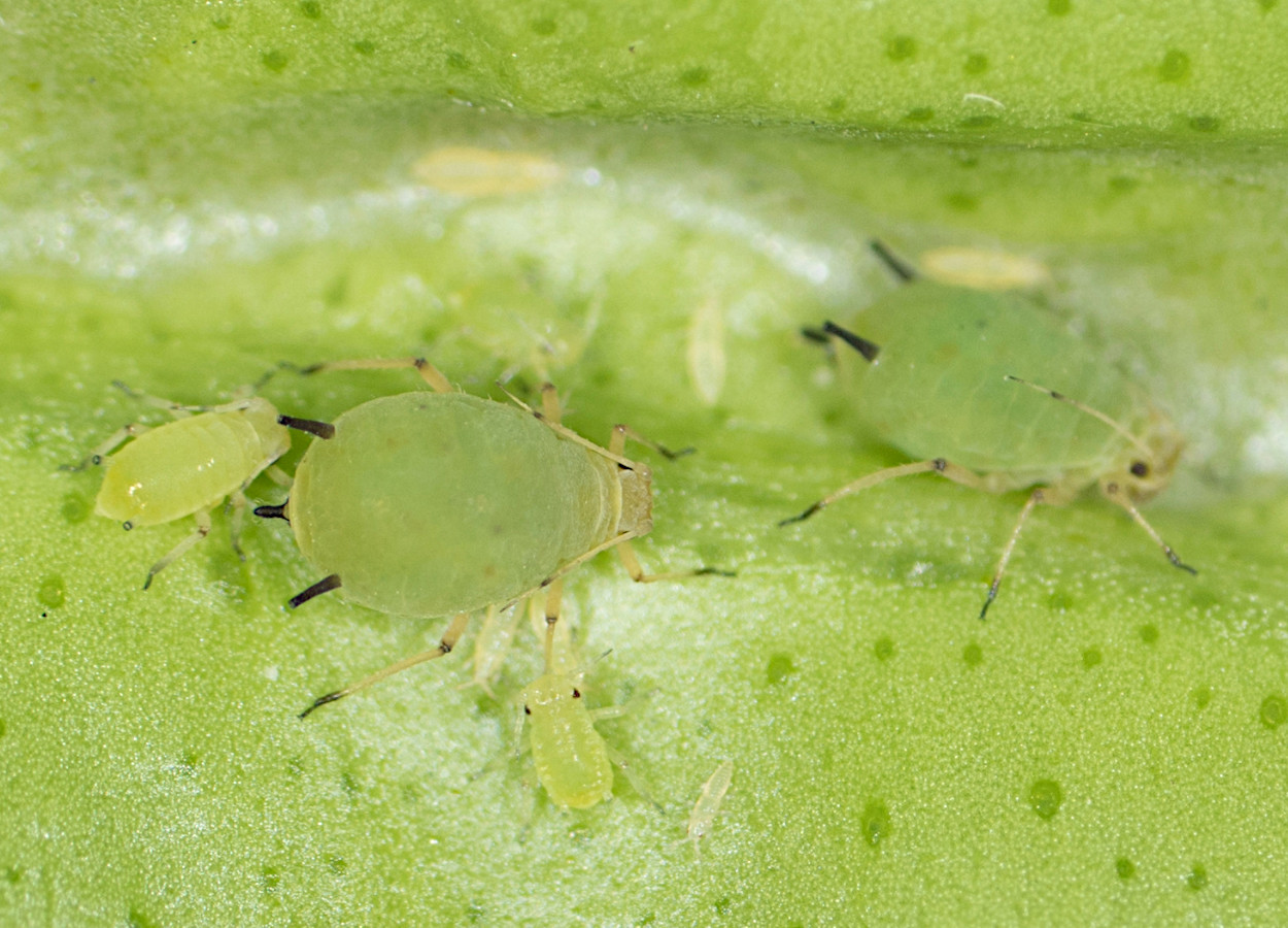 Genes elevam tolerância de Aphis spiraecola ao imidacloprido