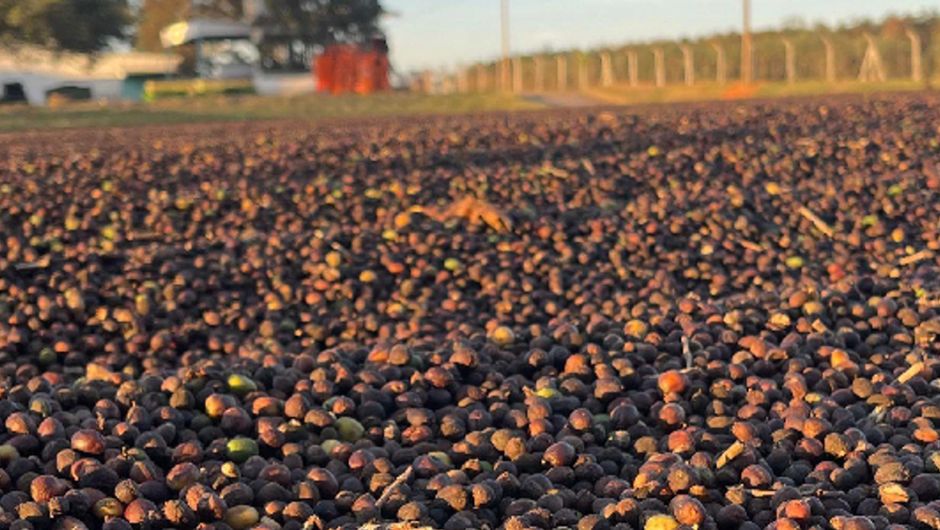 Chuvas interrompem a colheita de café no Cerrado Mineiro