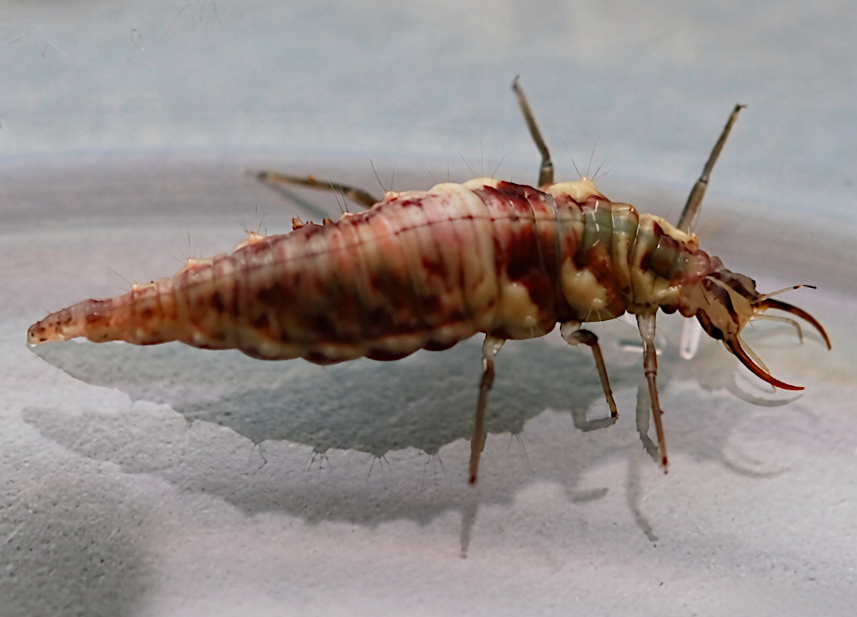 Tricomas do tomateiro limitam ação de Chrysoperla carnea