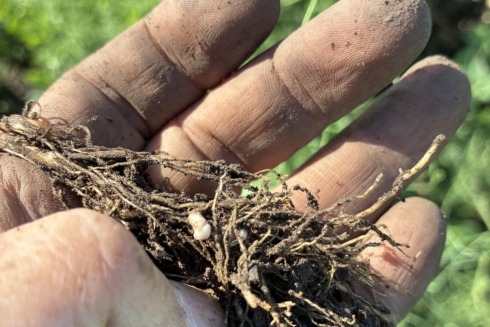 Exclusive: Lilac Agriculture raises $2.3m to tackle inoculants’ ‘black box’ problem