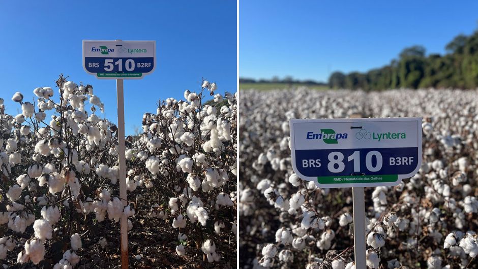 Embrapa lança cultivares de algodão resistentes