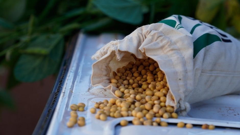 Alta da soja dá novo ritmo à comercialização em MT