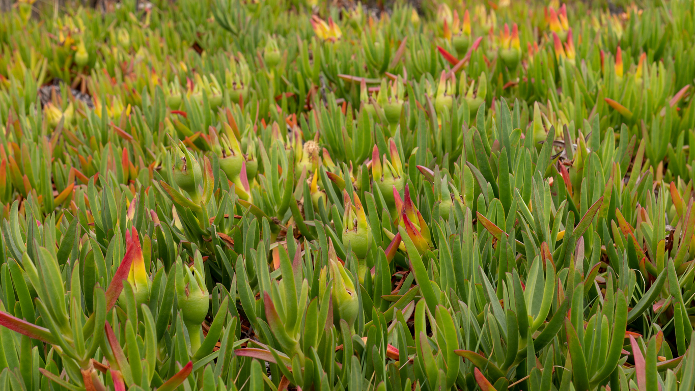 Guest article: There’s a market for saline agriculture. It just needs a boost