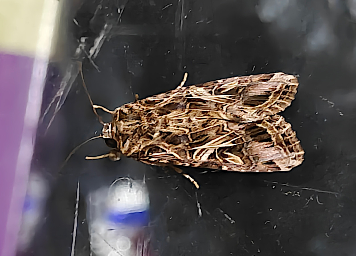 Beta-ionona orienta postura de Spodoptera litura, aponta estudo