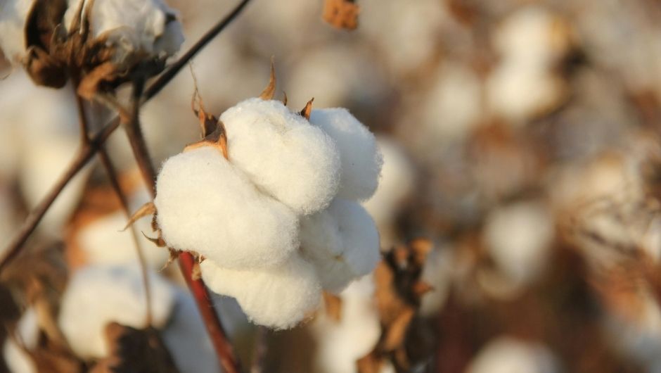Oferta global mais restrita sustenta preços do algodão