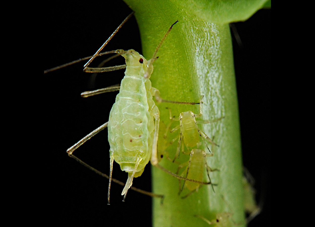 Alcaloides de Aconitum carmichaelii mostram ação contra pulgão
