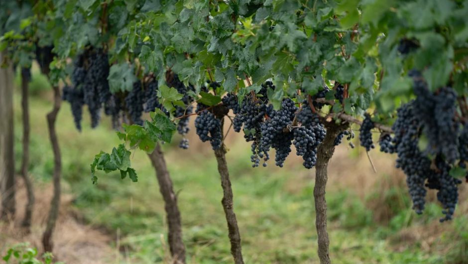 Viticultura gaúcha terá programa de boas práticas e certificação