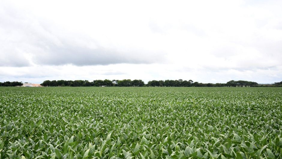 Plantio de soja no Tocantins começa em 1º de outubro