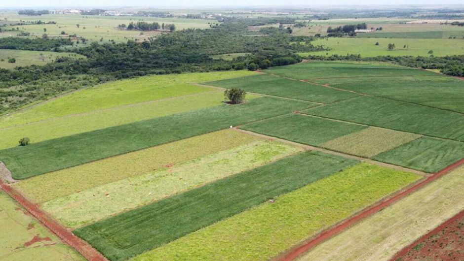 Manejo do solo eleva produtividade da soja em 11,1% por nível
