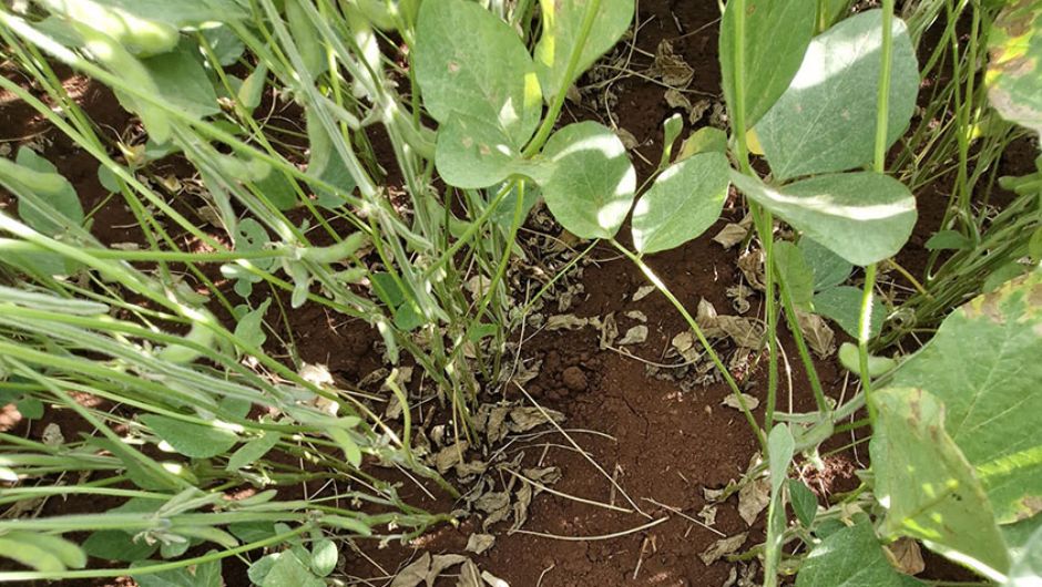 Manejo do solo eleva produtividade da soja em 11,1% por nível