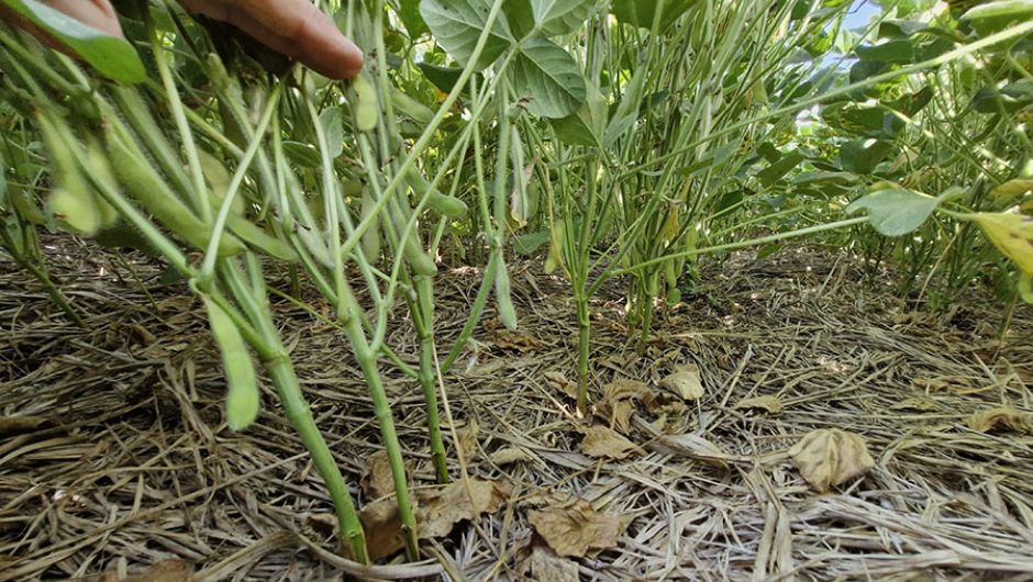 Manejo do solo eleva produtividade da soja em 11,1% por nível