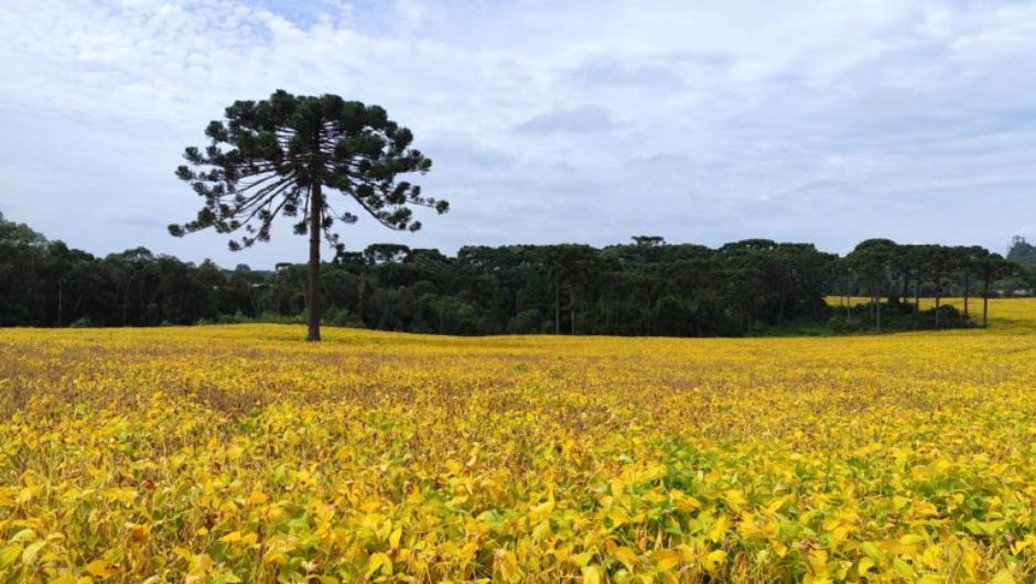 El Niño traz desafios para a safra de verão 2026/27 em SC