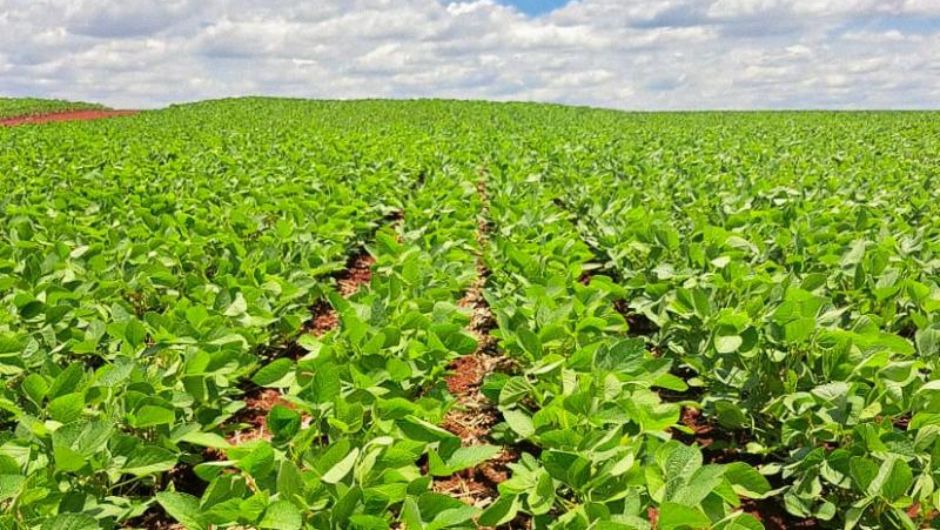 MS Safra 2026/27: plantio da soja chega a 248,6 mil hectares