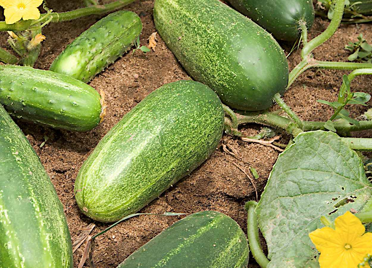 UV-B ativa mecanismo de tolerância ao frio em pepino
