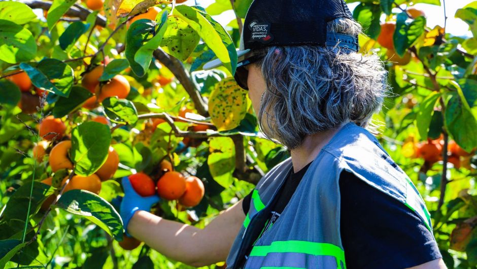 Cooperação público-privada impulsiona o projeto Produzindo Alimento Seguro em SP