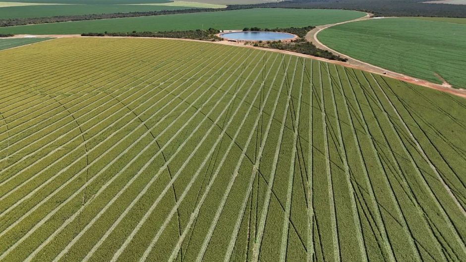 Estatística é pilar para o posicionamento seguro de cultivares