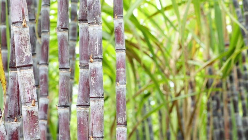 Super El Niño amplia riscos à oferta de açúcar, aponta Hedgepoint