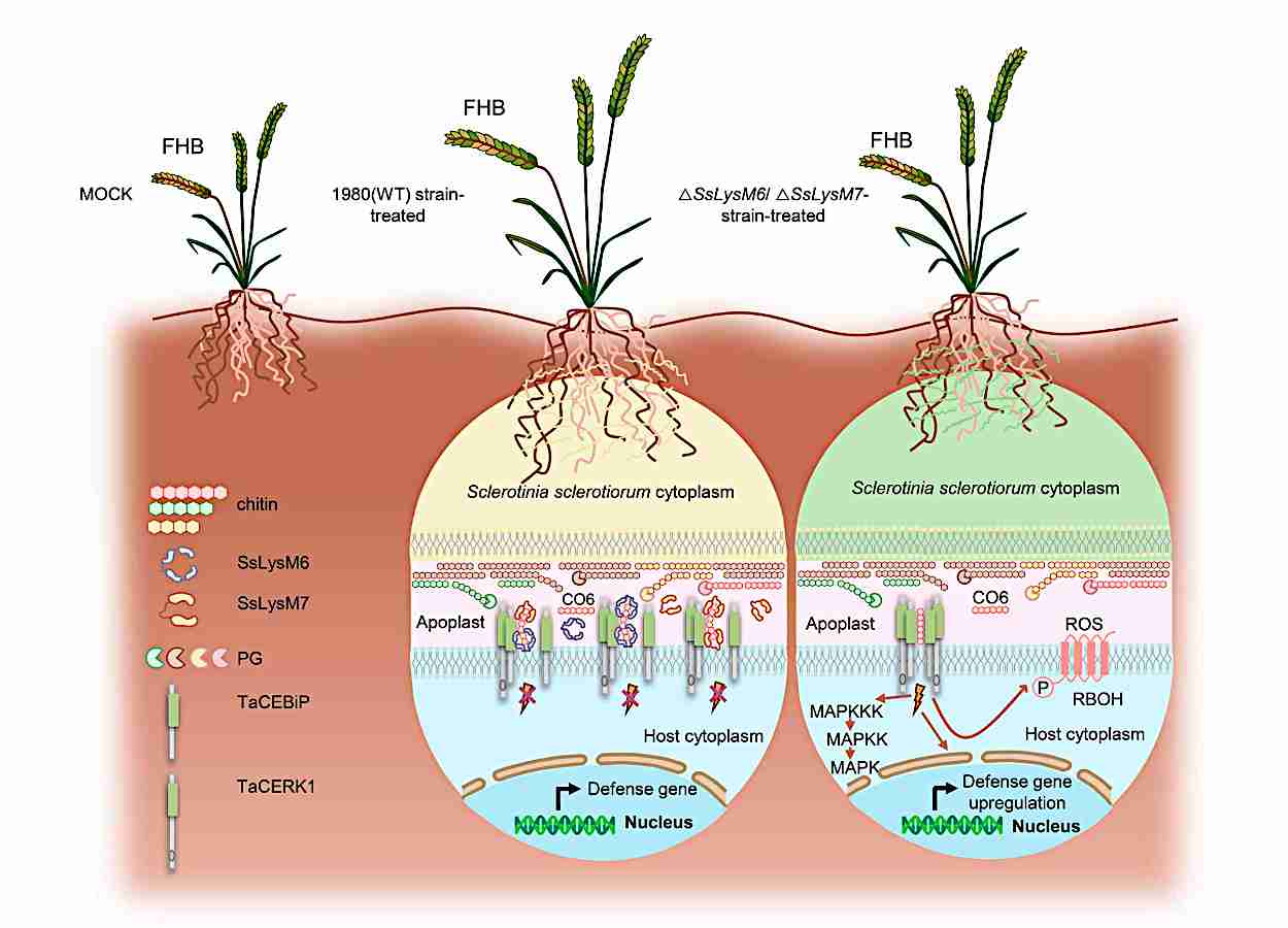 Efetores LysM favorecem colonização de trigo por Sclerotinia