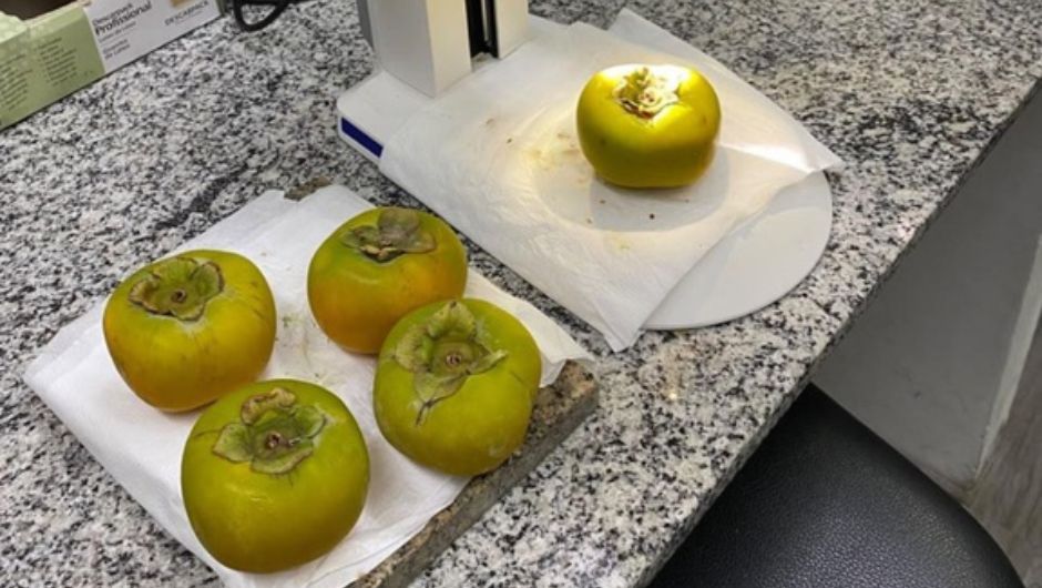 Vigiagro intercepta praga quarentenária em carga de caquis