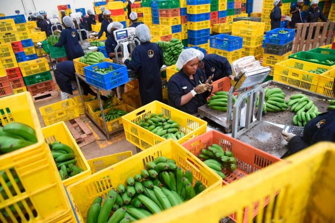 Twiga’s demise underscores the need for new financing models in African agrifoodtech