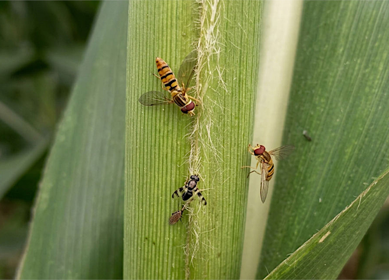 Sirfídeos reduzem pulgão-do-sorgo em lavouras de Minas Gerais
