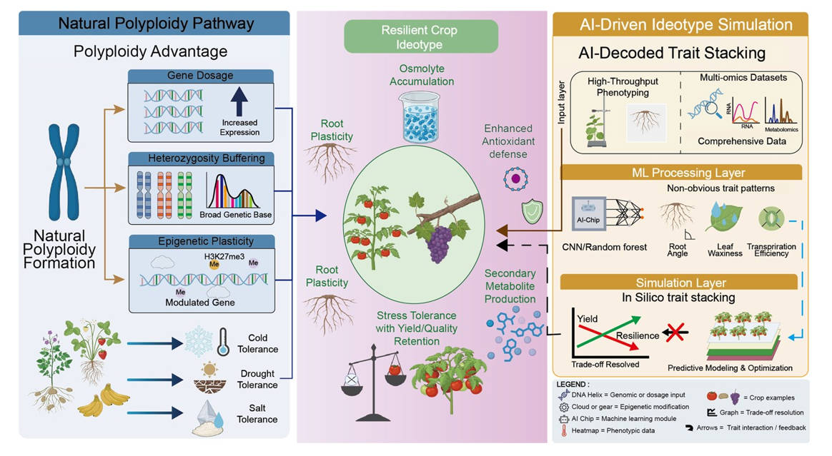 Biotecnologia amplia opções para culturas hortícolas resilientes