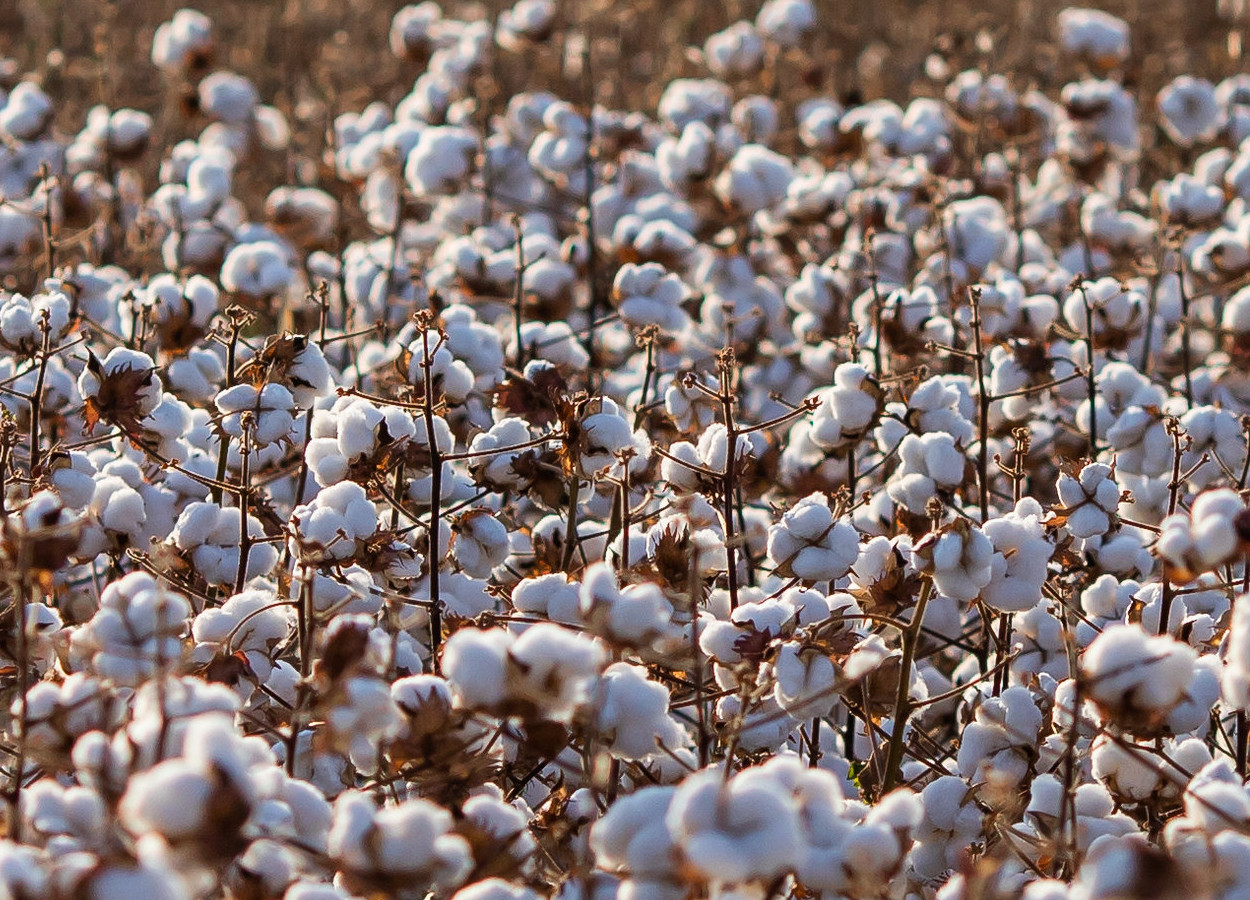 Cultivares de algodão chegam a 468 arrobas por hectare na Bahia