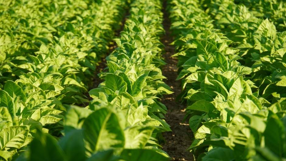 Abertura da Colheita do Tabaco será realizada em Vera Cruz