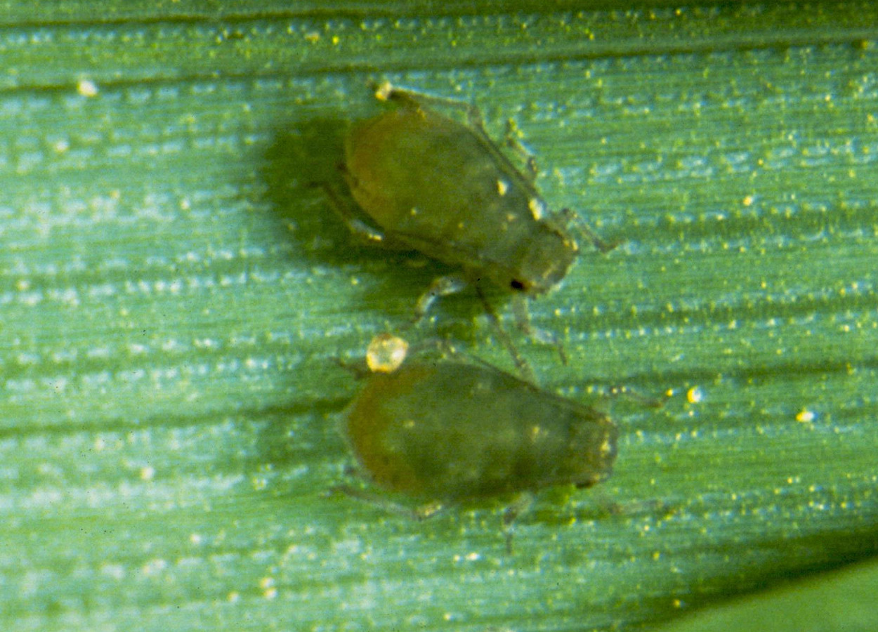 Rhopalosiphum padi mantém resistência à beta-cipermetrina