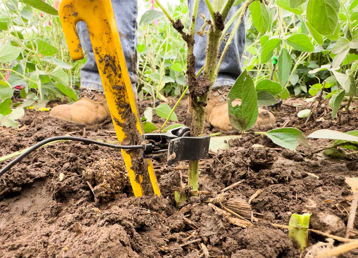 Tecnologia capta sons de insetos ocultos em plantas