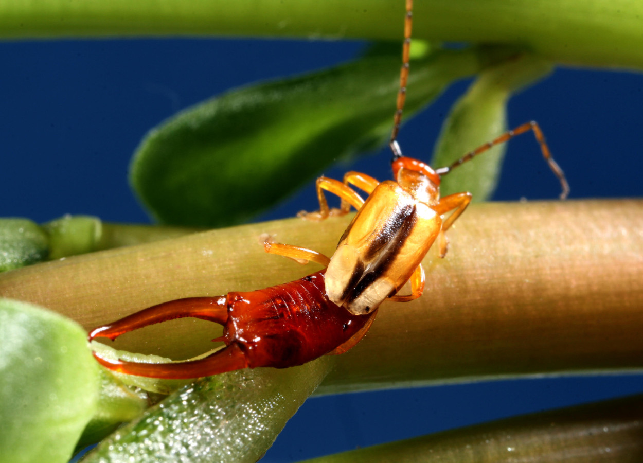 Pesquisa otimiza criação da tesourinha Doru luteipes