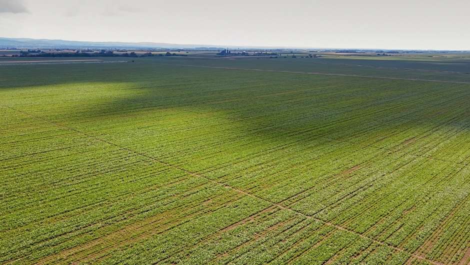 Pará e Tocantins ampliam área de soja em 175 mil hectares