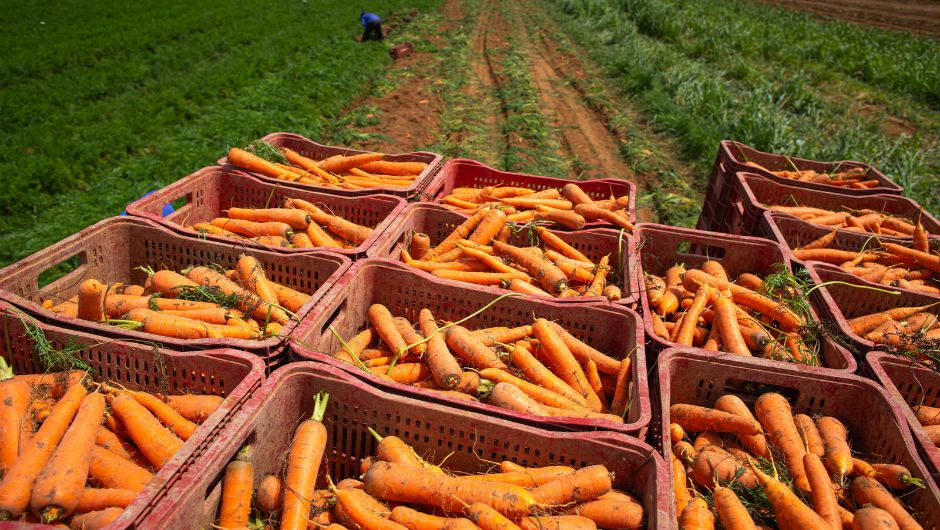 Minas Gerais lidera produção nacional de hortaliças