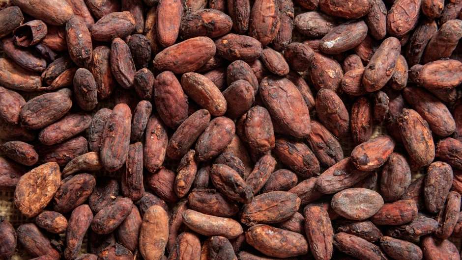 Recebimento de cacau cresce 25,3% na safra 25/26