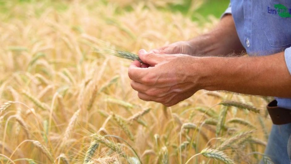 Triticale ganha espaço como alternativa agrícola no Cerrado