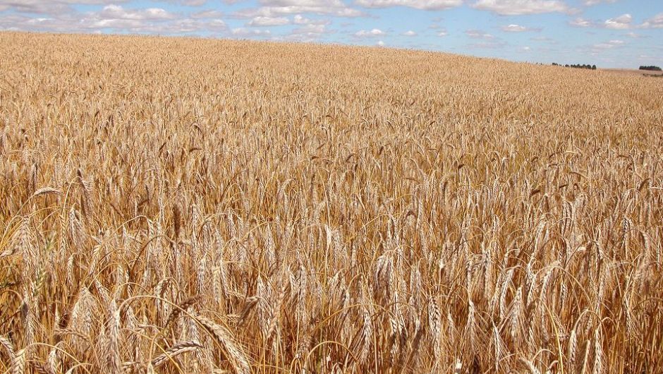 Triticale ganha espaço como alternativa agrícola no Cerrado