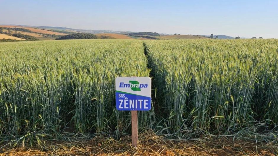 Triticale ganha espaço como alternativa agrícola no Cerrado