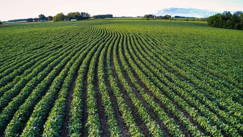 Semeadura da soja alcança 15,6% da área prevista no Brasil