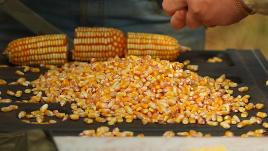 Exportações de milho recuam mais de 30% em Mato Grosso